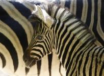 scientists-solve-the-mystery-over-zebras-having-stripes
