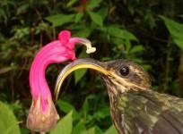 buff-tailed-sicklebill-a-hermit-hummingbird-reuters