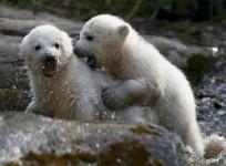 to-mark-the-national-zoo-lovers-day-2014-here-are-top-10-surprising-facts-and-5-bizarre-news-related-to-animals-and-zoos-representational-photo-reuters