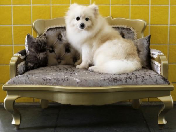 Happy National Pet Day 2014: Here are some fun facts about the day and some adorable quotes about owning a pet. (Photo: Reuters)