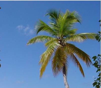 For 2014, the Palm Sunday falls on 13 April. It is the sixth Sunday of Lent season and the last Sunday before Easter. (Photo: Wiki Commons)