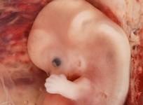 new-technology-can-help-prospective-parents-meet-their-baby-even-before-its-conceived-wiki-commons-ed-uthman