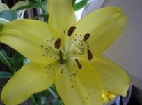 easter-lilies-toxic-to-cats-fda-warns-wikimedia-commons-ali-k