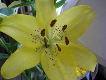 Easter Lilies Toxic to Cats, FDA Warns (Wikimedia Commons/Ali_K)