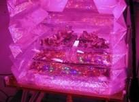 outredgeous-red-romaine-lettuce-plants-grow-inside-a-prototype-vegetable-production-system-veggie-veggie-will-grow-safe-fresh-plants-for-food-and-provide-recreational-activity-to-crew-aboard-the-international-space-station-nasa-gioia-massa