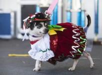 cinco-de-mayo