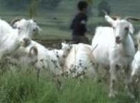 cloned-pashmina-goats-help-indias-wool-industry