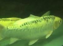 it-happens-fish-exhibition