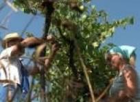 jobless-italians-return-to-vineyards-for-harvest