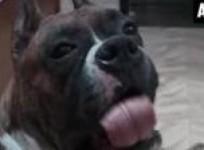 growth-bite-for-pet-industry