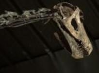 misty-the-dinosaur-skeleton-sells-for-400000
