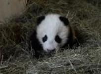 vienna-zoo-names-baby-panda-happy-leopard