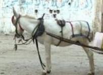 donkeys-used-to-clean-up-streets-of-gaza
