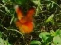 it-happens-migrant-butterflies-add-flash-of-color