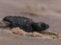 brazil-biologists-help-baby-turtles-get-to-the-sea