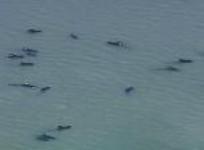 dozens-of-pilot-whales-stranded-along-florida-coast