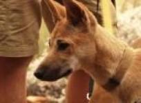 Fears for dingoes as Australia's wild dog faces extinction