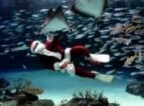 santa-claus-swims-with-fish-in-tokyo