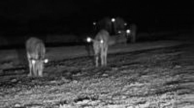 Glow-in-the-dark ear tags help Botswana's donkeys