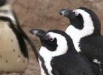 lesbian-penguin-couple-finds-happiness-at-israeli-zoo