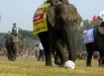 elephants-compete-for-top-prizes-at-nepal-festival