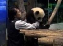 first-taiwan-born-panda-cub-yuan-zai-makes-public-debut