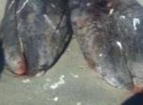 exceptionally-rare-conjoined-whales-found-in-mexico