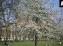 having-green-space-near-house-can-improve-mental-health