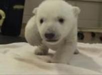 toronto-zoo-male-polar-bear-cub-takes-first-steps