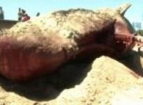 dead-whale-beached-in-montevideo