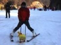tortoise-beats-rabbit-and-other-animals-in-chinese-pet-ski-off