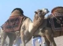camel-festival-in-pakistan-pulls-in-the-crowds