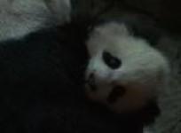 panda-cub-bao-bao-prepares-for-first-big-showing-in-dc