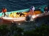 japanese-dolphin-hunt-continues-despite-controversy