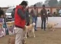 it-happens-dog-show