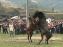 china-horses-fight-in-lunar-new-year-battles