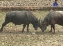 miao-people-celebrate-the-spring-festival-with-buffalo-fights