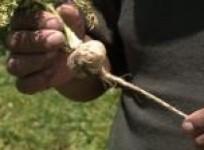 bolivias-best-known-ingredients-for-aphrodisiacs