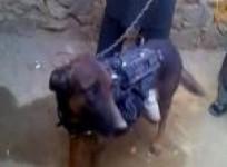 military-dog-in-afghan-taliban-custody