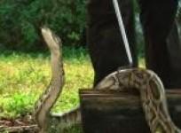 burmese-pythons-swarm-south-florida