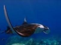 indonesia-announces-worlds-biggest-manta-ray-sanctuary