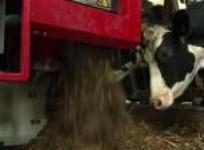 frances-farmers-treat-their-cows-to-high-tech-milking