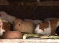 guinea-pig-meat-sees-gastronomic-boom-in-peru