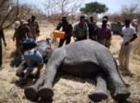 elephants-in-chad-outfitted-with-gps-collars