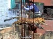 leopard-on-loose-in-indian-city-triggers-panic