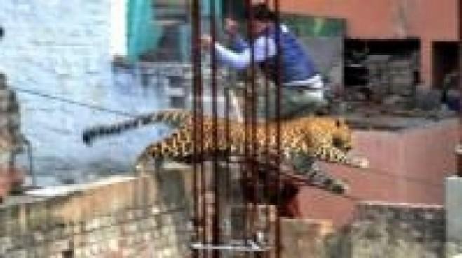 Leopard on loose in Indian city triggers panic