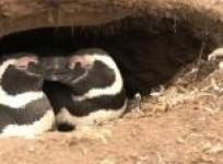 magdalena-island-where-monogamous-penguins-come-to-breed