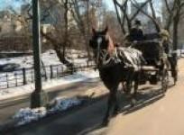 no-more-carriage-rides-in-nys-central-park