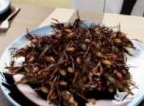 edible-insects