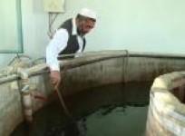 fish-boom-in-jalalabad